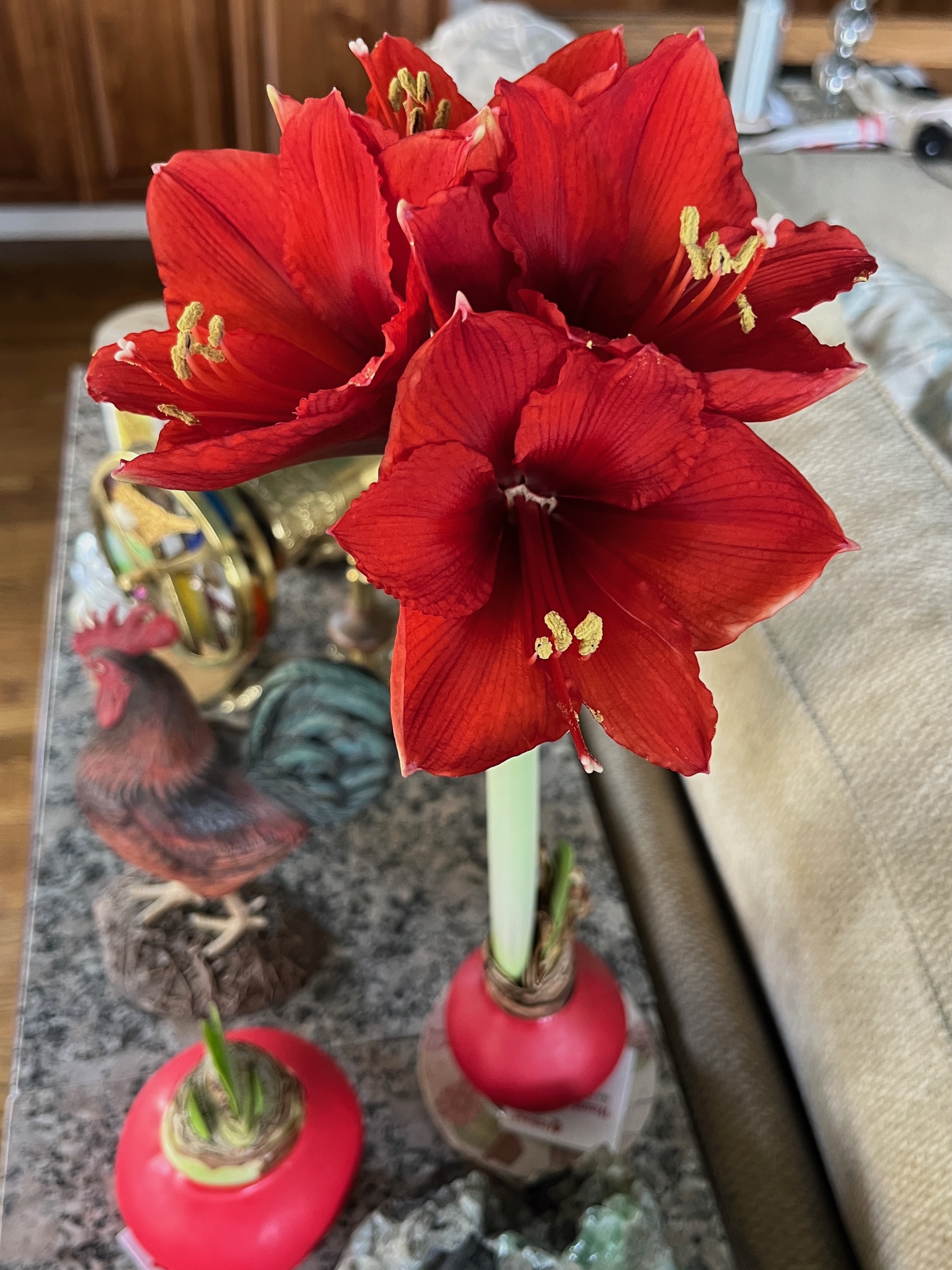 The amaryllis bulb from December is blooming.