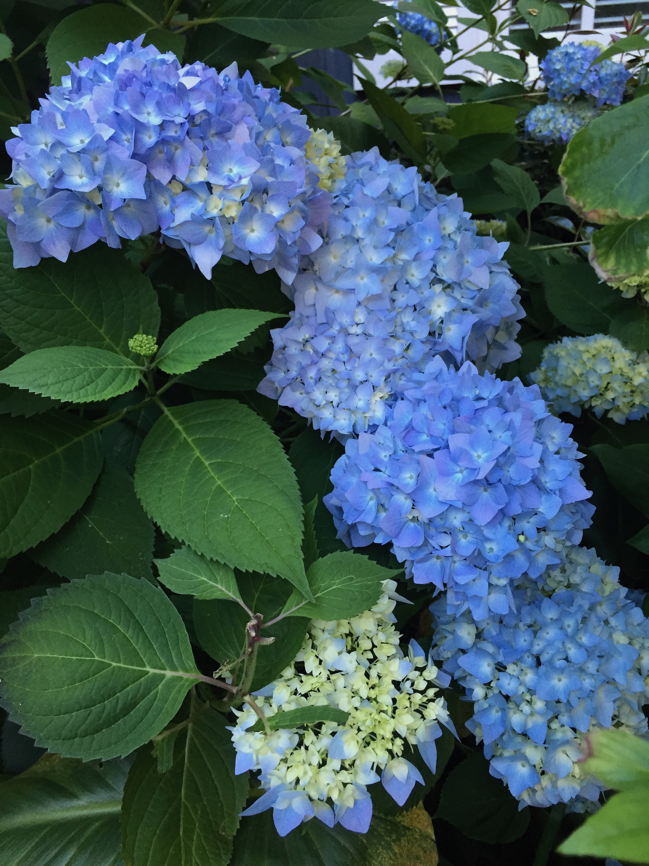 Hydrangea blue pom poms.