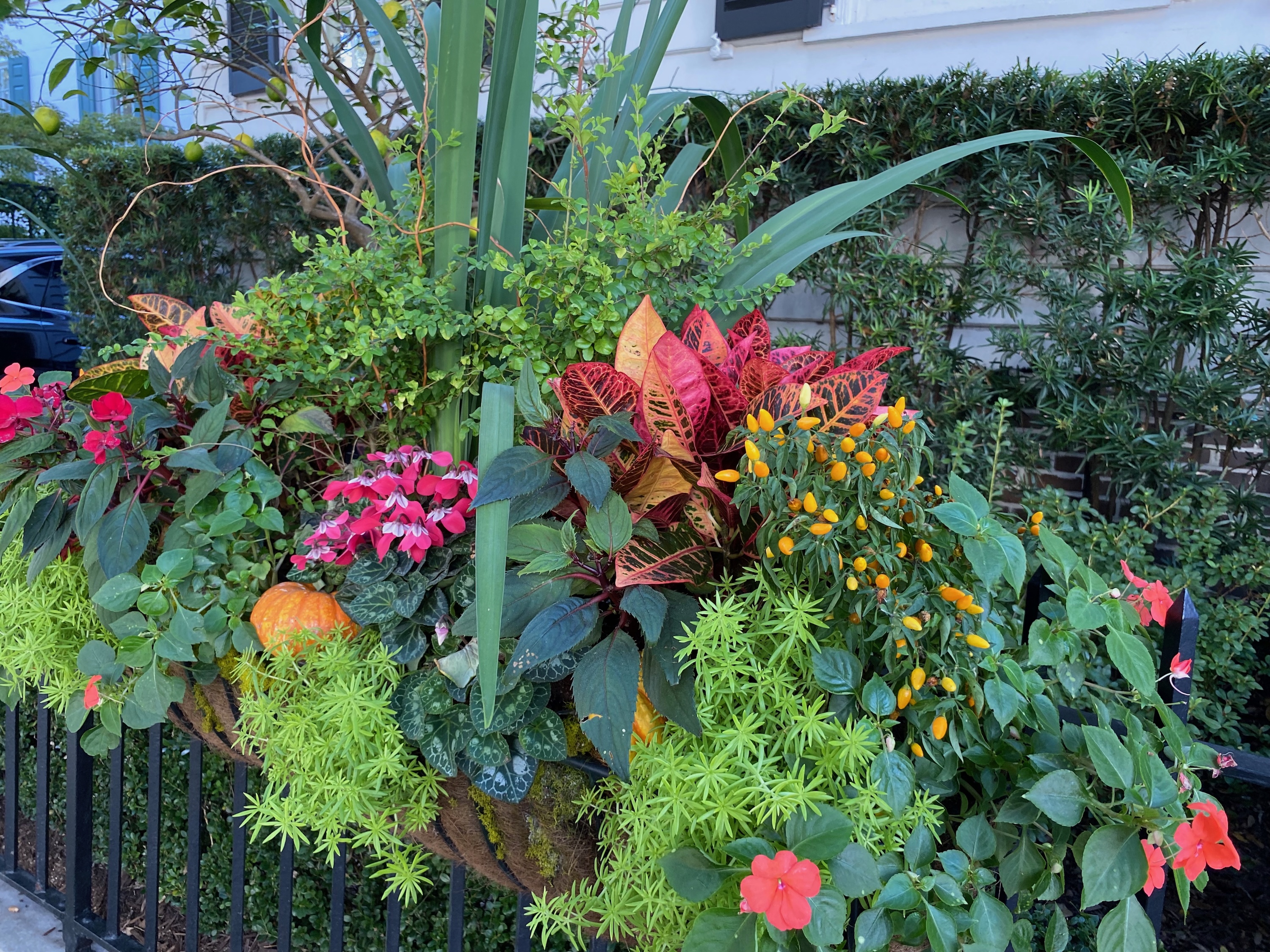 Cyclamen, impatiens, croton, and peppers in an October display.