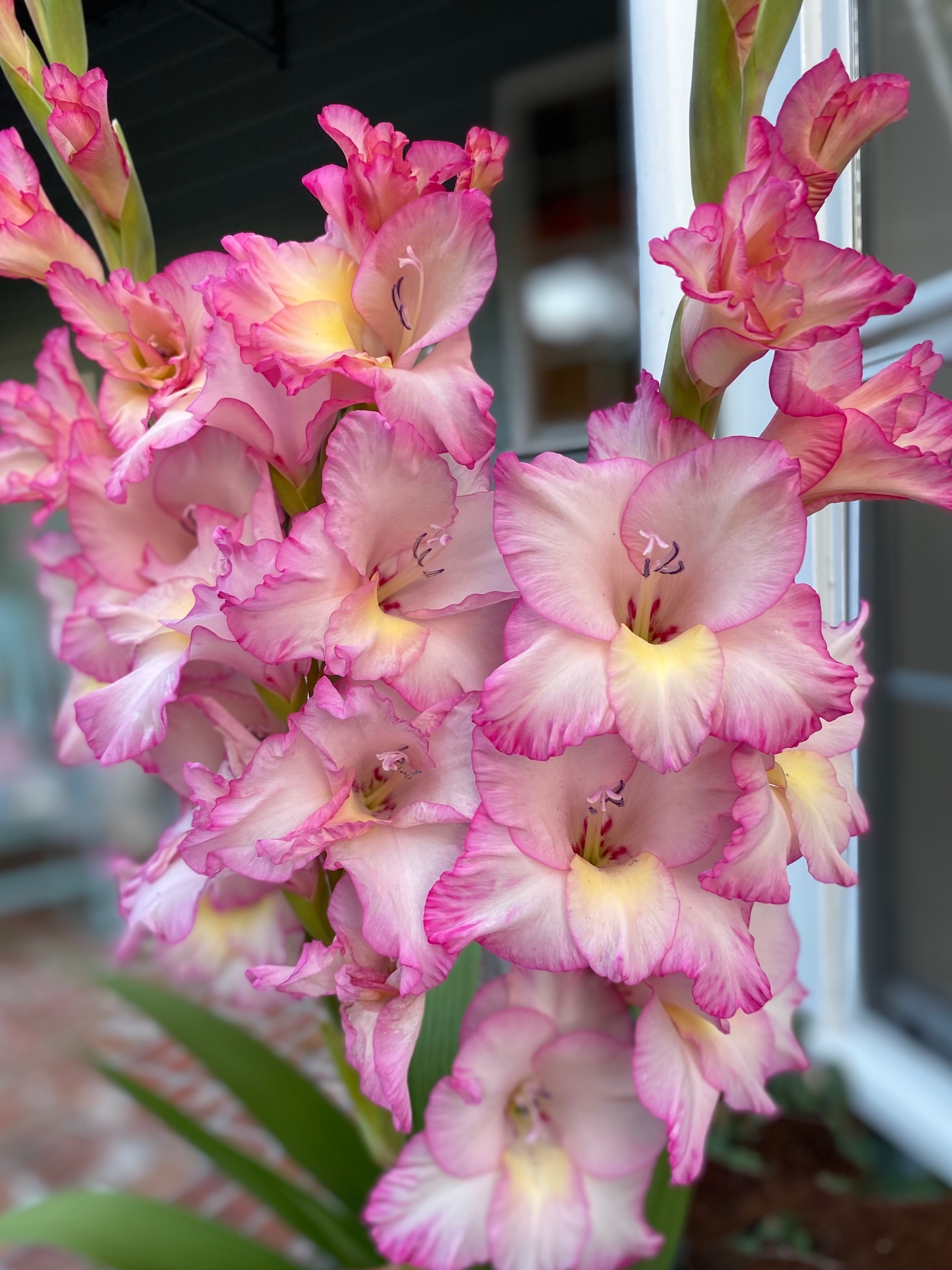 Glorious gladiolus.