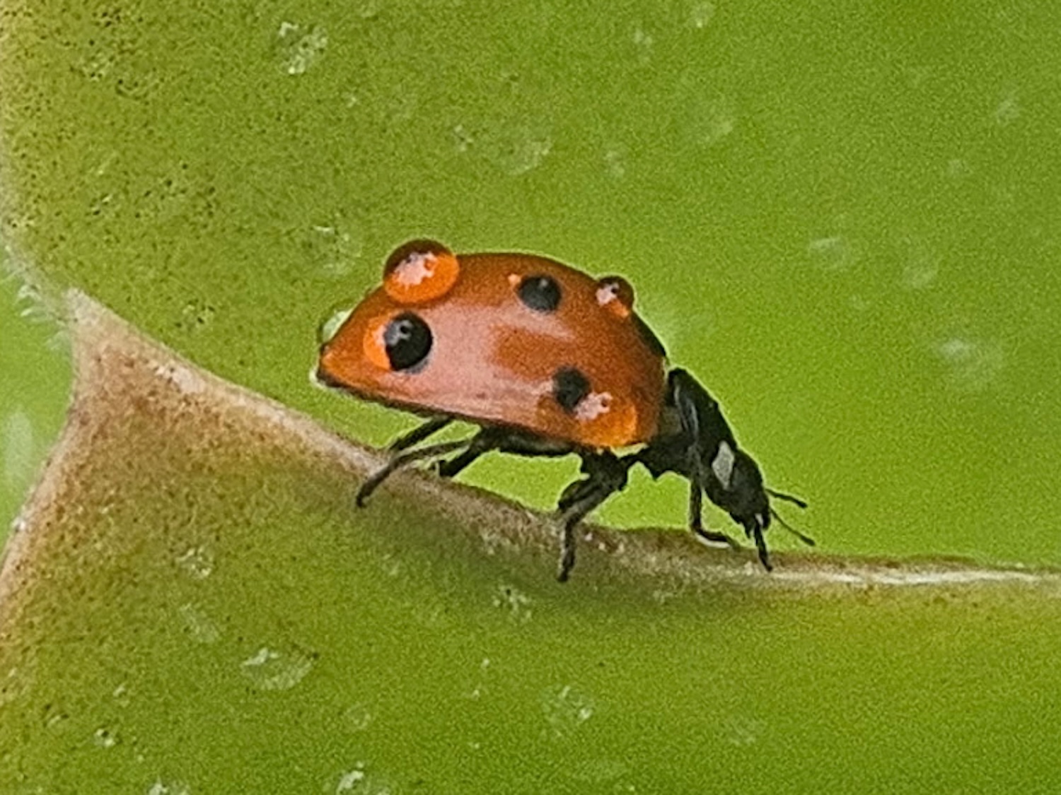 A ladybug crawls on a leaf in the rain.