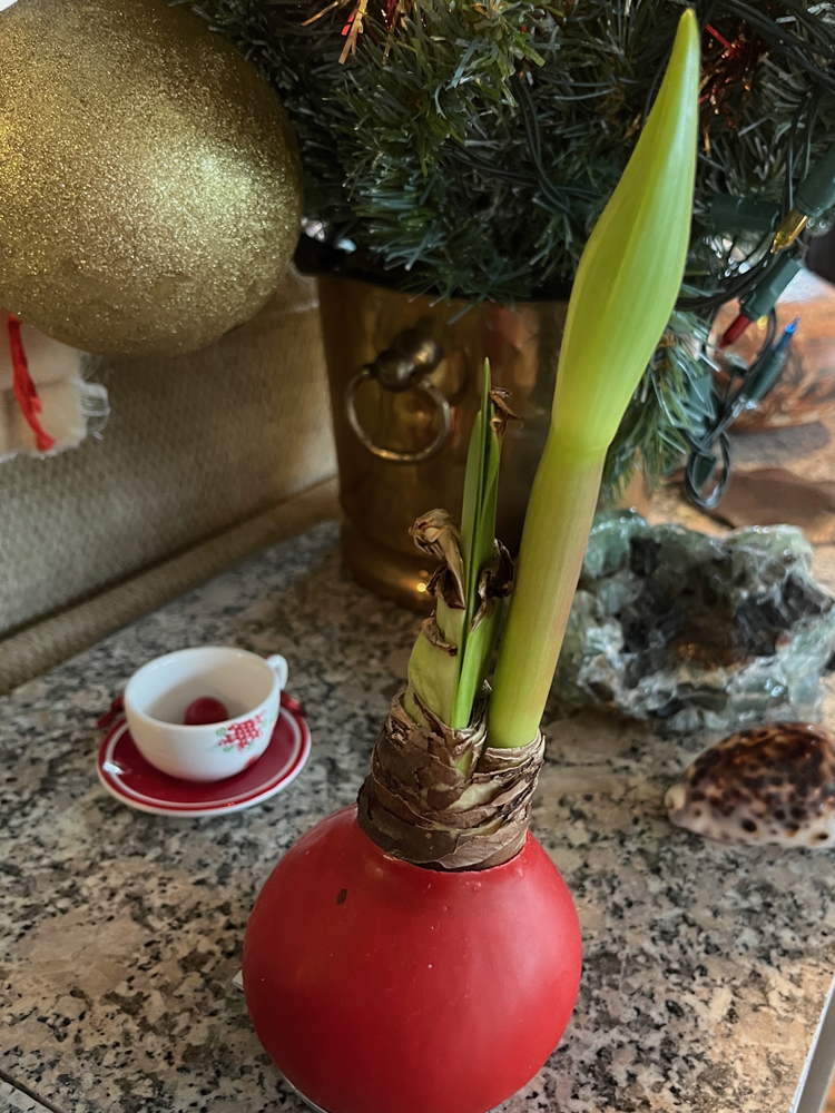 The waxed amaryllis bulb sprouts two blooms in the new year.