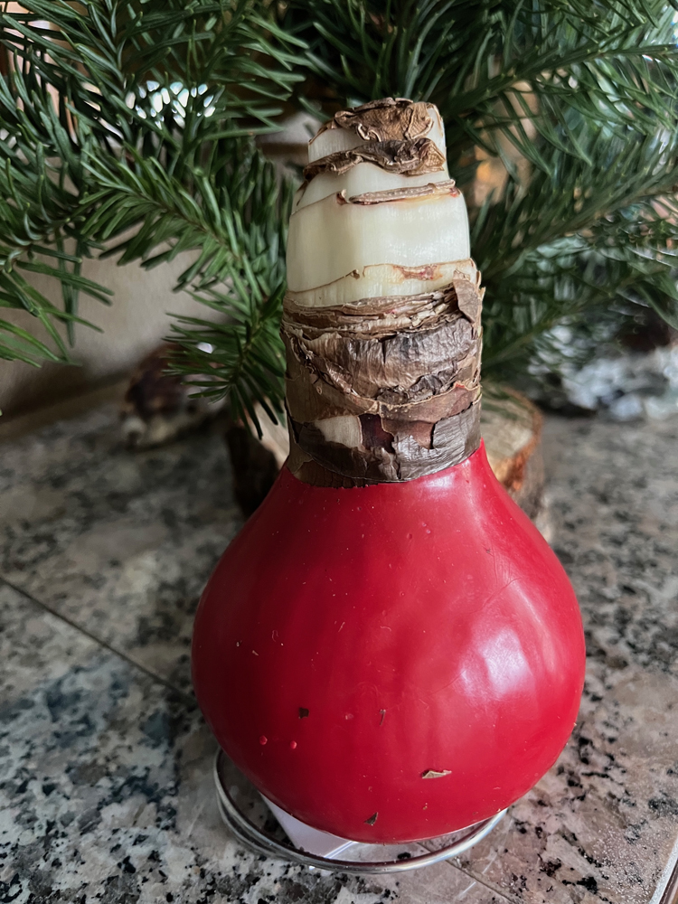 Waxed amaryllis bulbs bloom twice in the next few months.