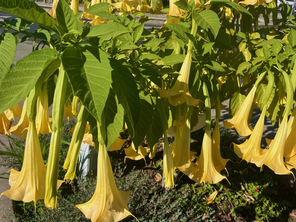 The flowers and leaves of the Yellow Trumpet Vine are poisonous, causing hallucinations and nausea.