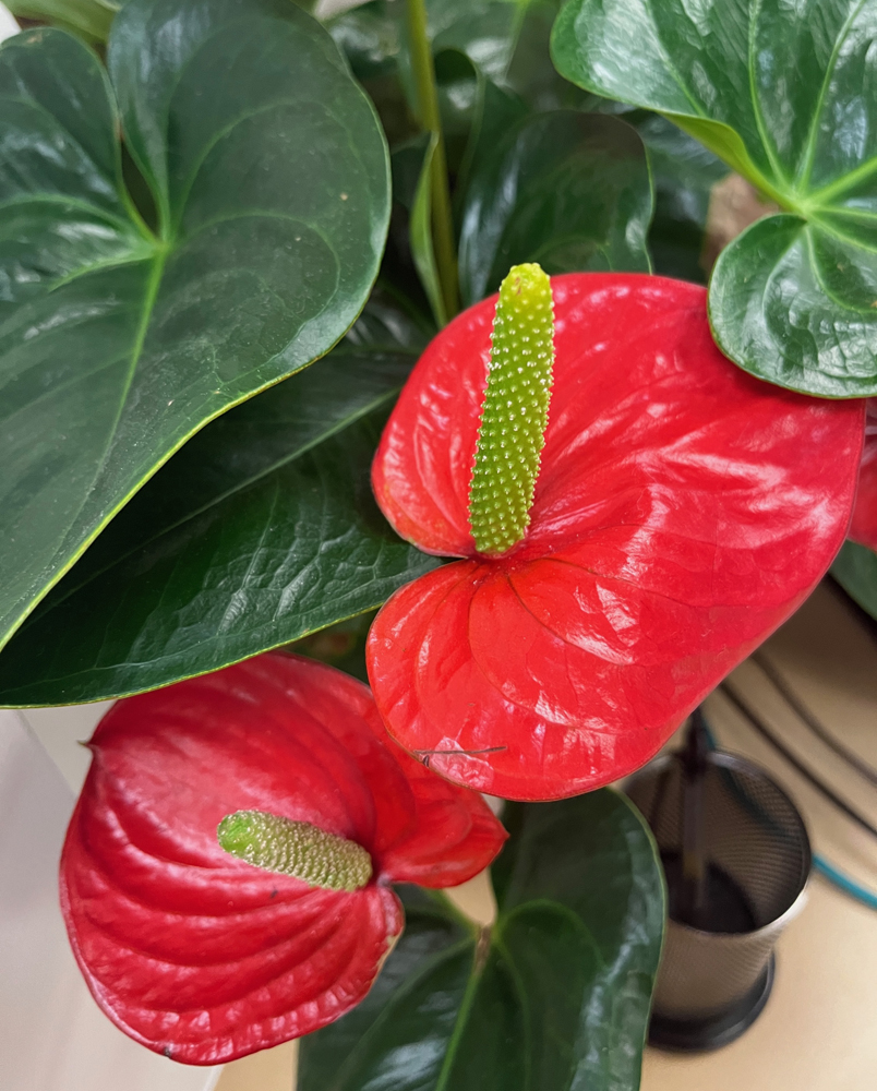 Anthuriums are toxic to humans, cats, horses, and dogs.
