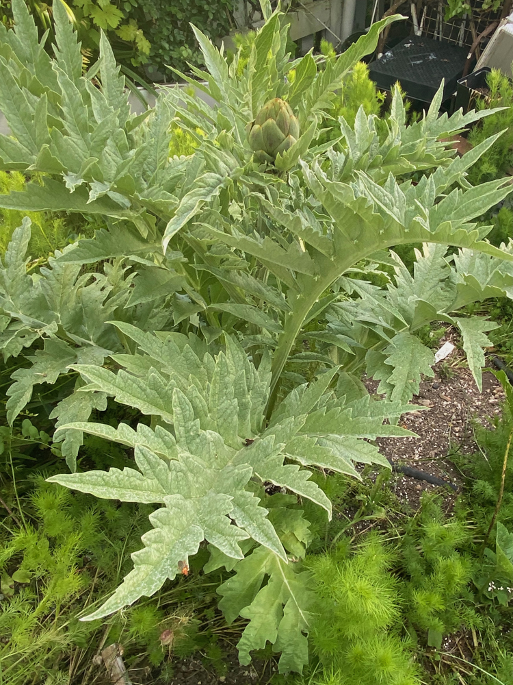 The artichoke plant grows amongst the nigella.