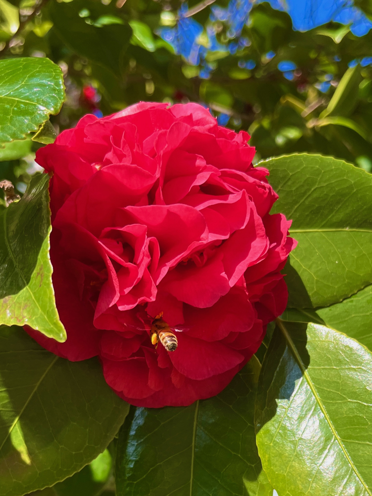 A bee on a red camellia.