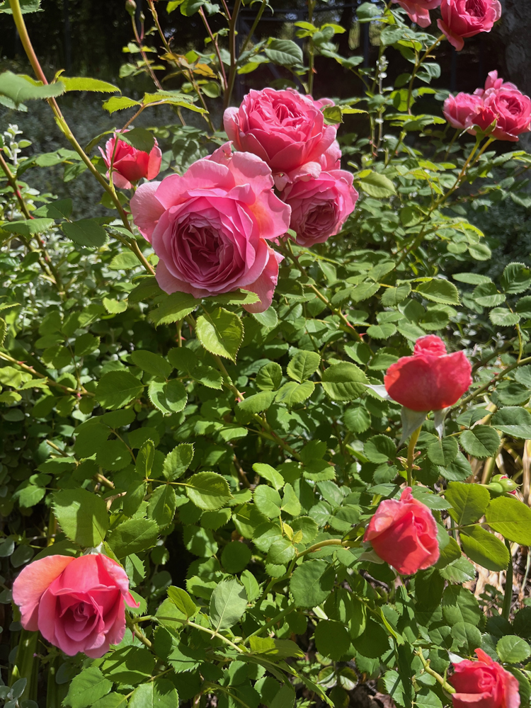 David Austin “Boscobel” starts with red buds turning a rich, deep pink.
