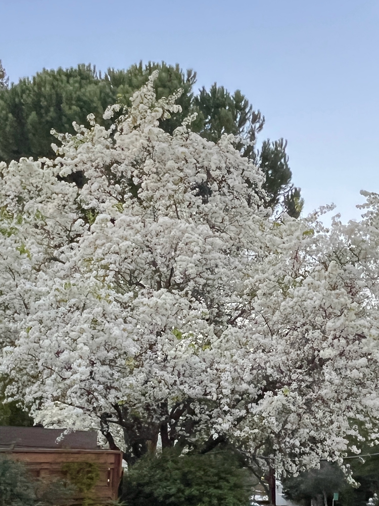 A Bradford pear tree shimmers in white blooms.