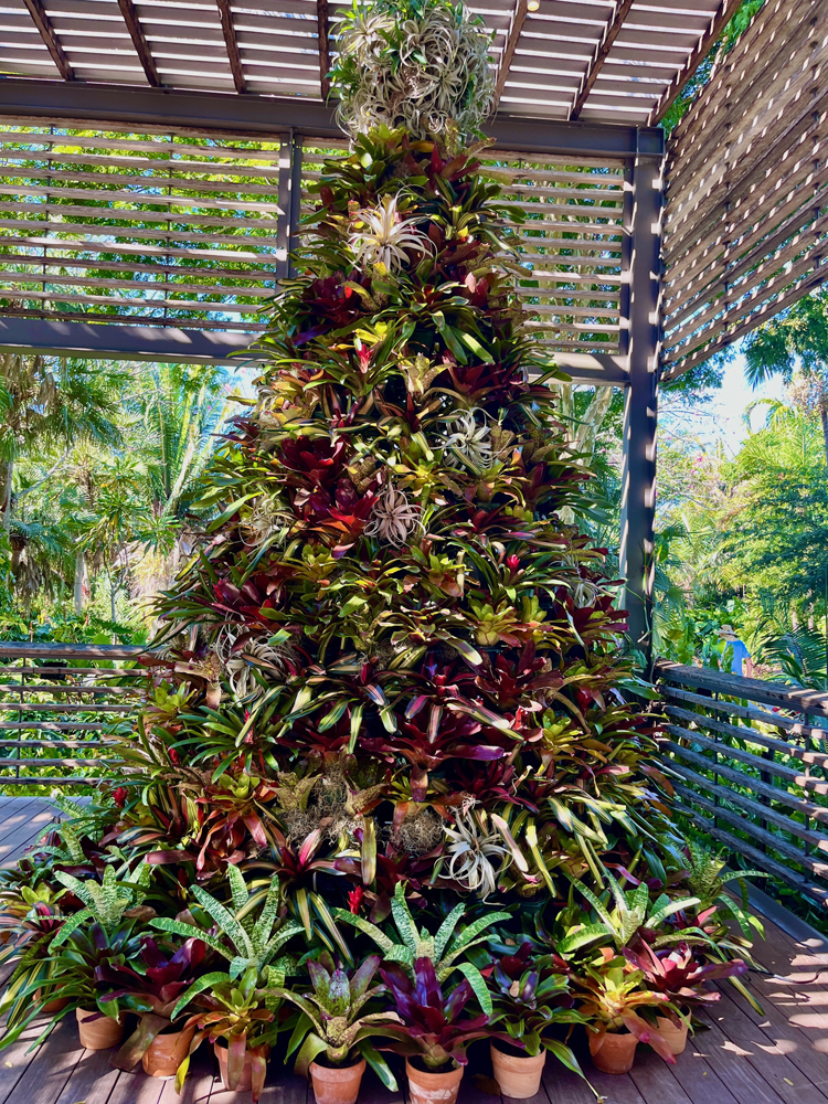 A brilliant bromeliad Christmas tree of many species.