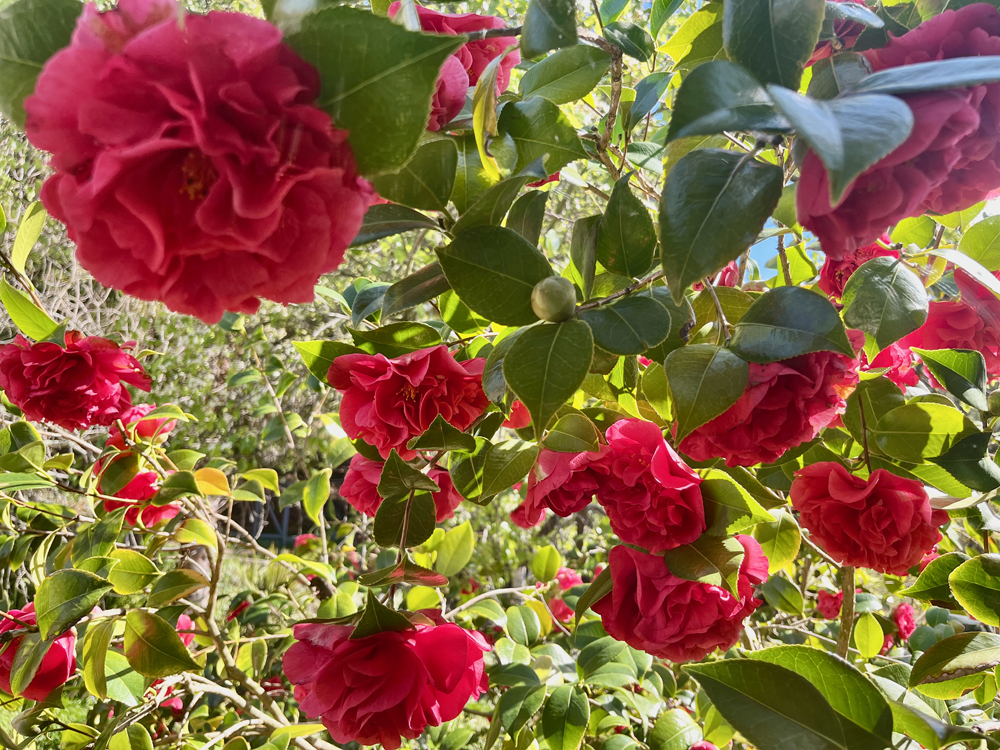 Camellias are stunning specimens.