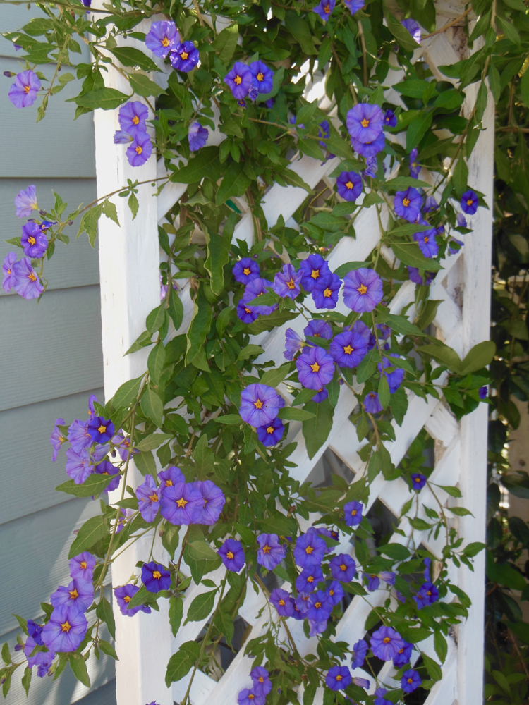 Hanging basket of calibrachoas, called million bells or trailing petunias.