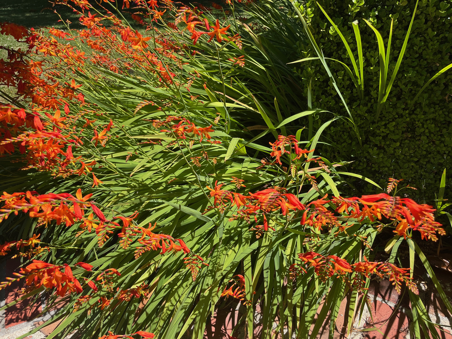 Crocosmia, a fiery red/orange summer bloomer in the iris family.