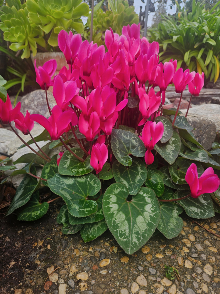 Bright pink cyclamen