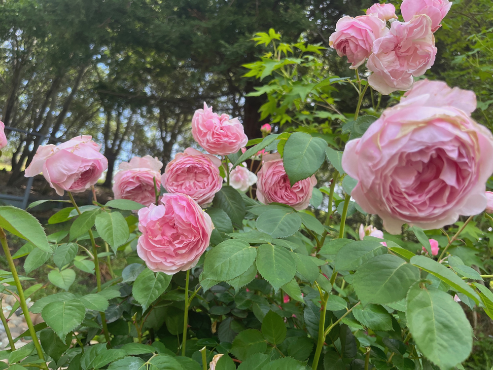 “Olivia Rose” roses boast ruffled petals.