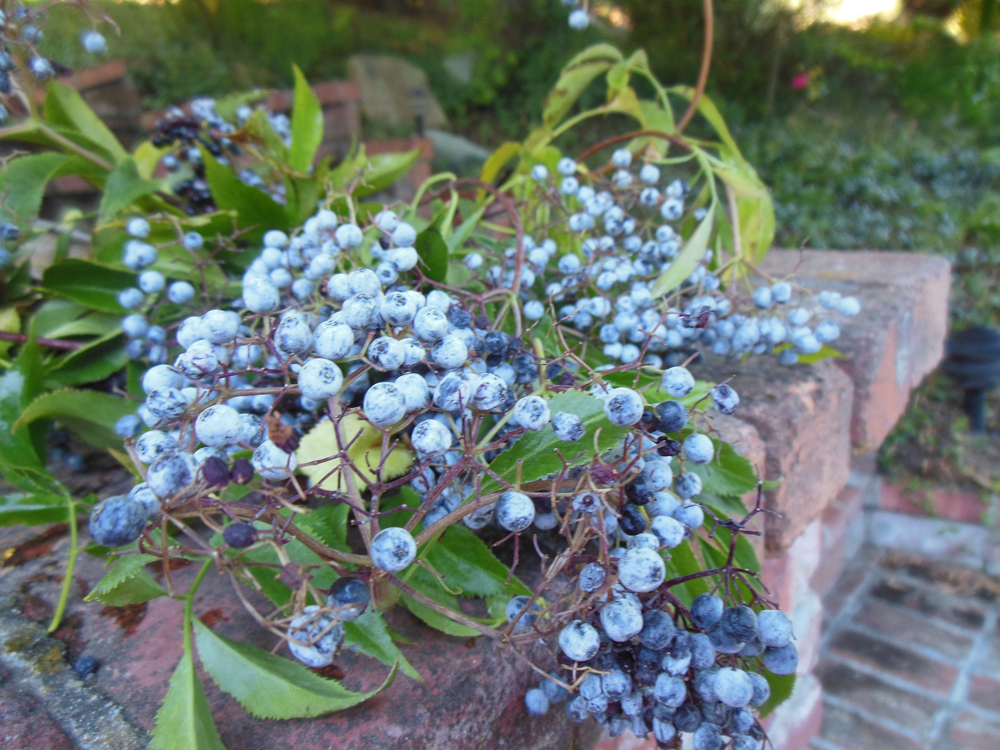 Ravens eat elderberries raw, but humans must cook them.