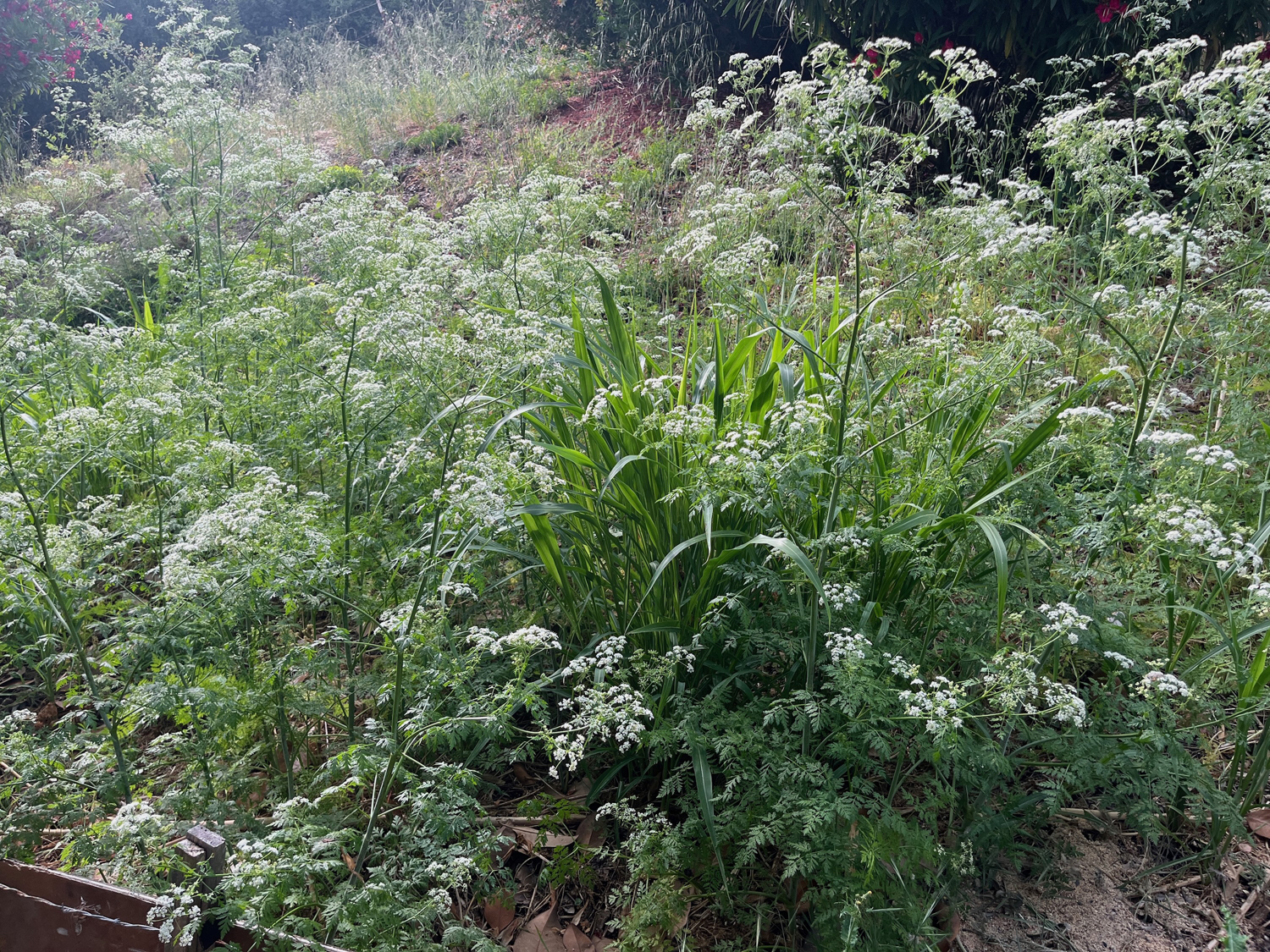 Hemlock resembles Queen Anne’s Lace.