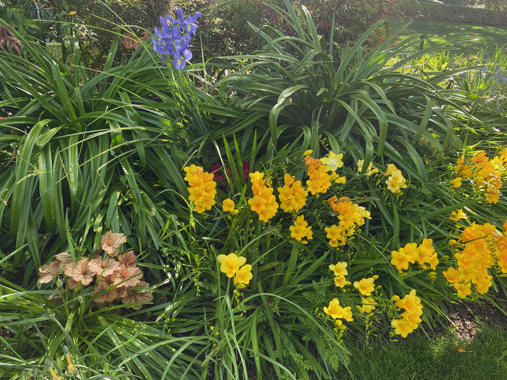 Exuberant, lacy pink azalea with woodland hyacinths and a smattering of yellow freesias.