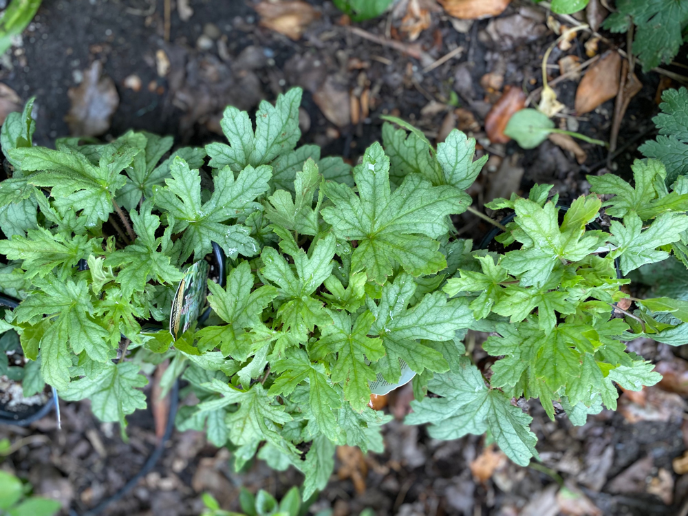 Heucherella “Pink Stardust” by Terra Nova Nurseries will have a crown of pink stalks.