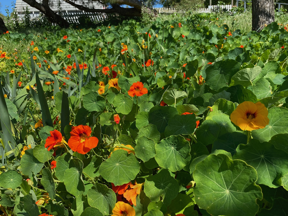 This hillside of yellow and orange nasturtiums overgrows weeds.