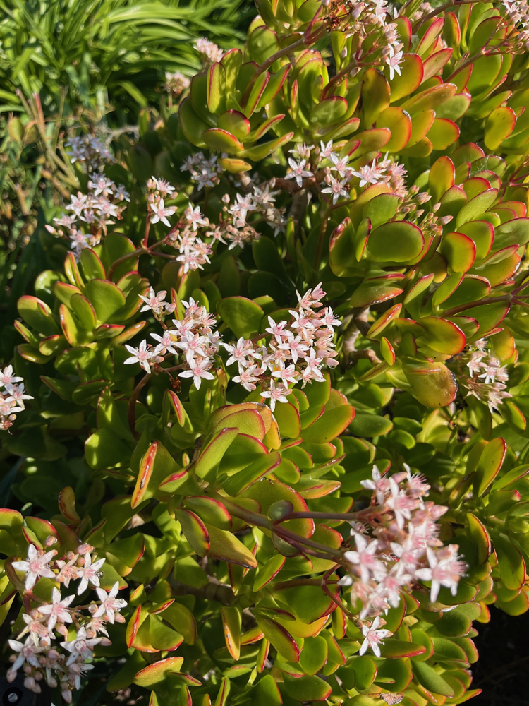 Jade in flower.