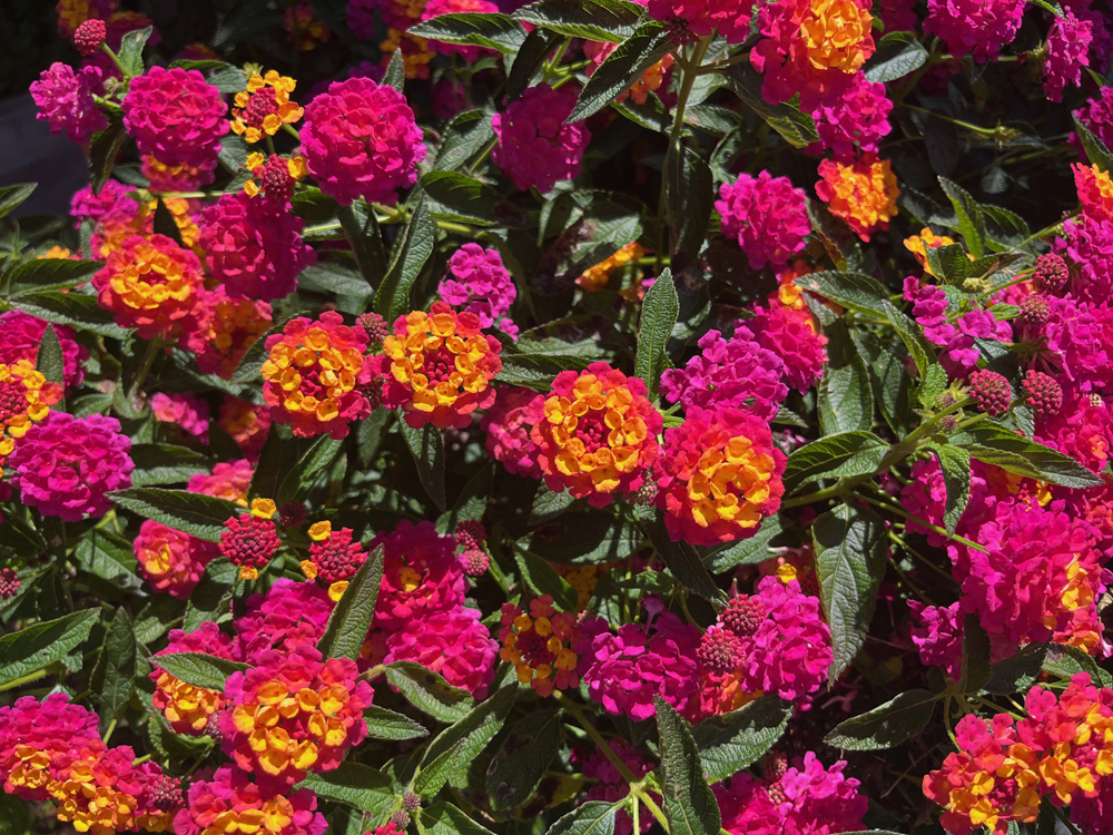 The spectacular pink and yellow lantana.