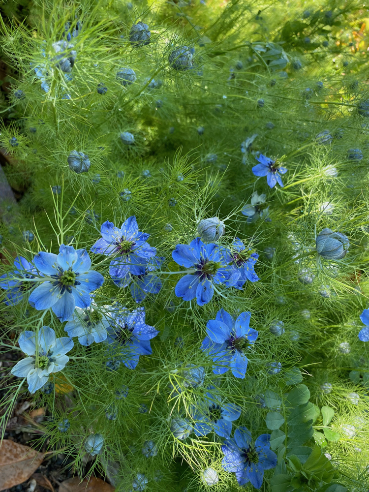 A close-up of the star-petaled, love-in-the-mist.