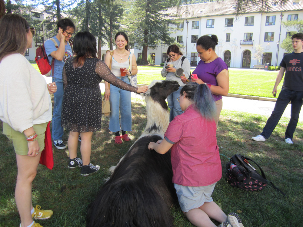 SMC students enjoy pet therapy with llamas.