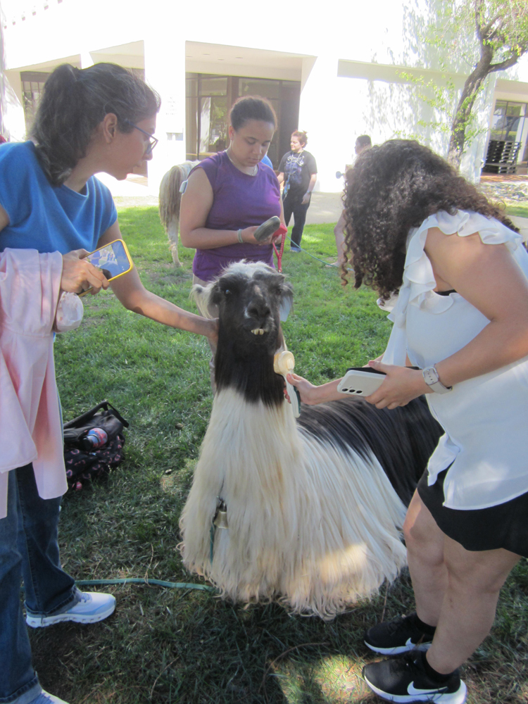 One llama gets pampered at SMC.