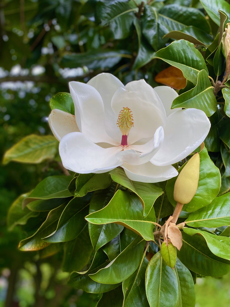 The dinner-plate-size magnolia flower attracts bees.