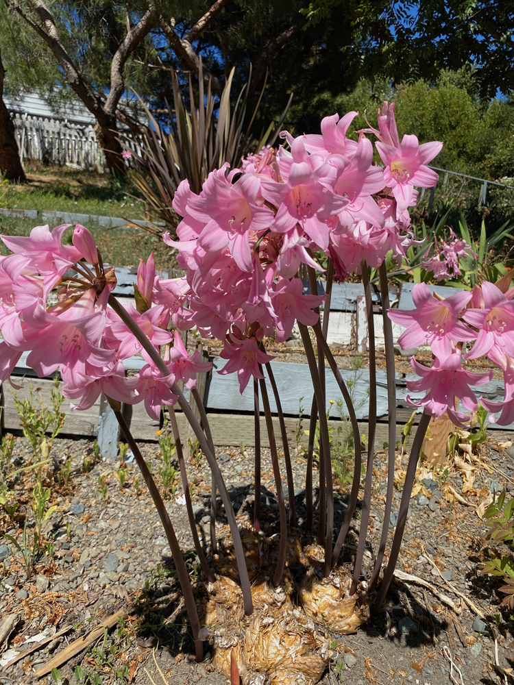 Prolific pink trumpet-face blooms on leafless stalks of Naked Lady lilies.