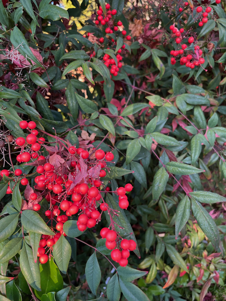 Nandina, known as heavenly bamboo, has bright red clusters of poisonous berries.