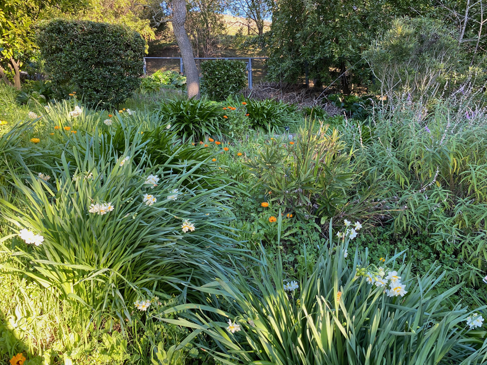 Narcissi, calendula, and sage carpeting the hillside.