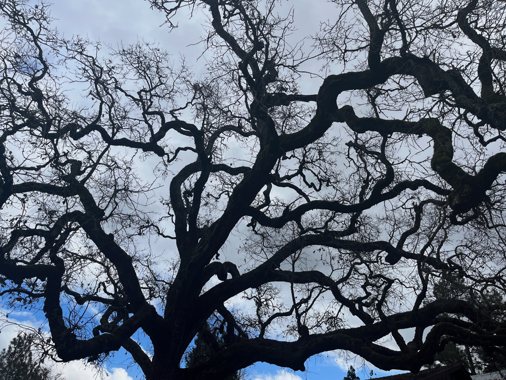 Honoring the majestic architecture of an oak tree.