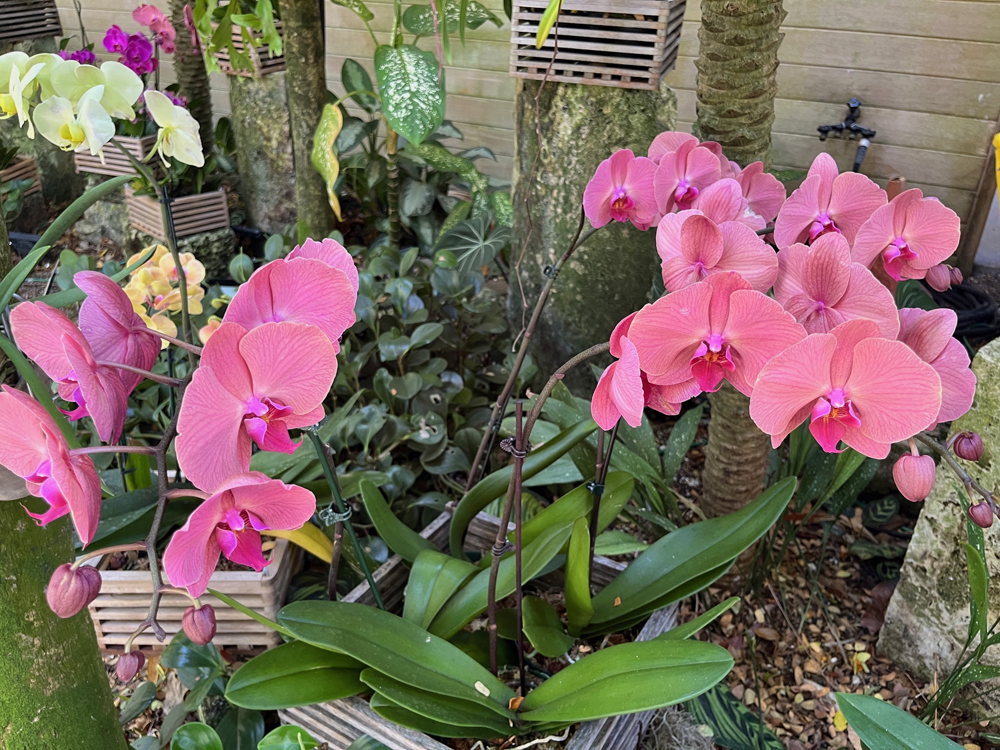 Phalaenopsis are one of the easiest and most beloved of orchids.