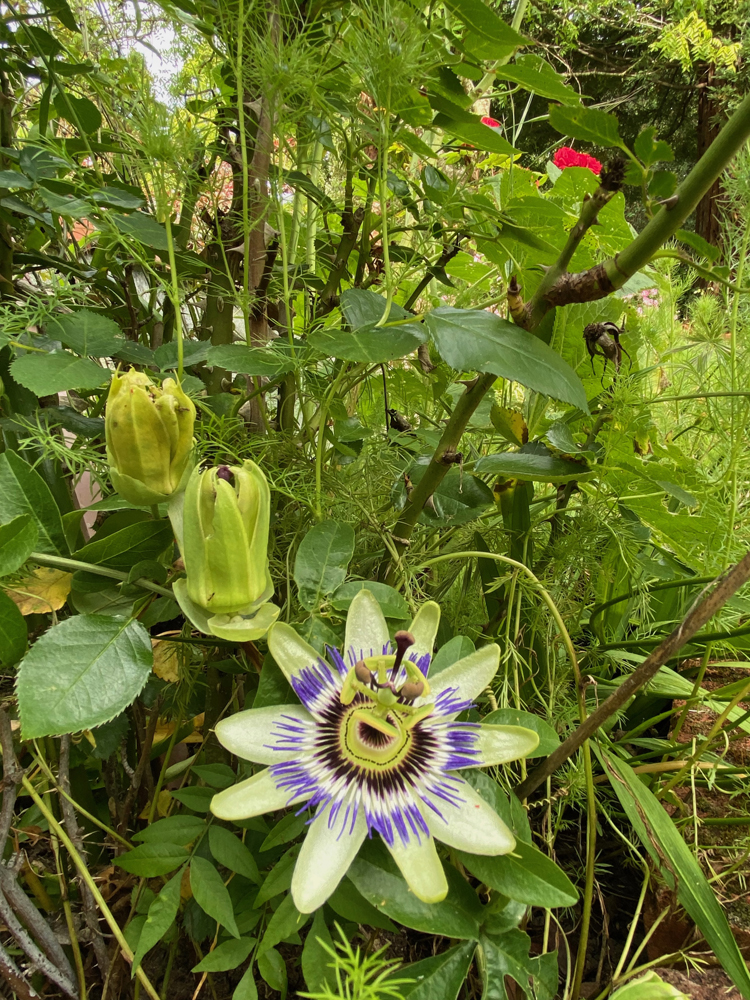 There are 550 species of Passiflora which includes passionflowers.