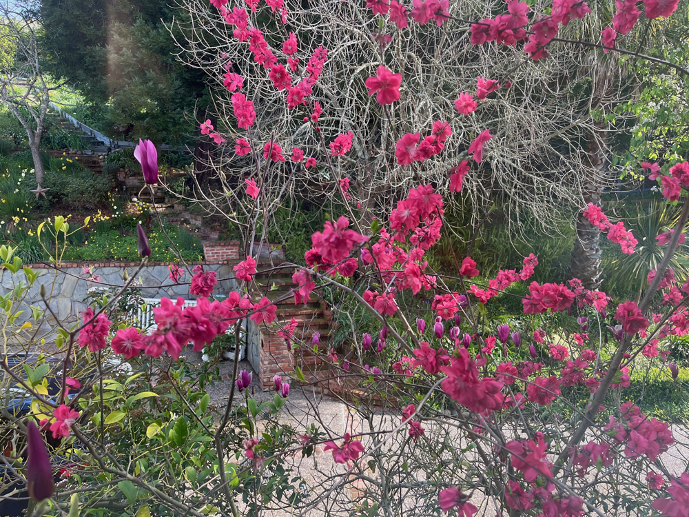 Peach blossoms combine with tulip magnolia and a leafless Pistache tree.