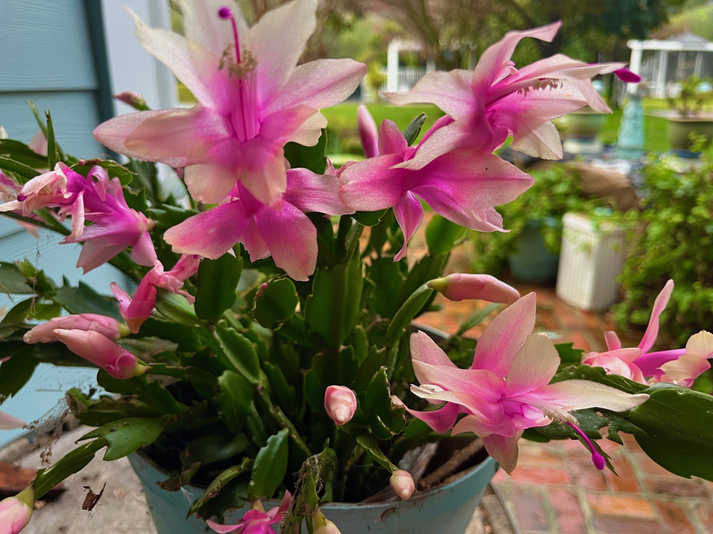 Pink Christmas cactus is blooming on the patio.