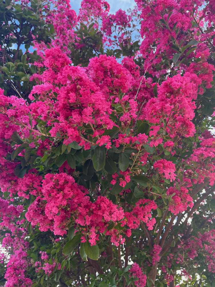 Watermelon-colored crape myrtle is a focal point on the patio.