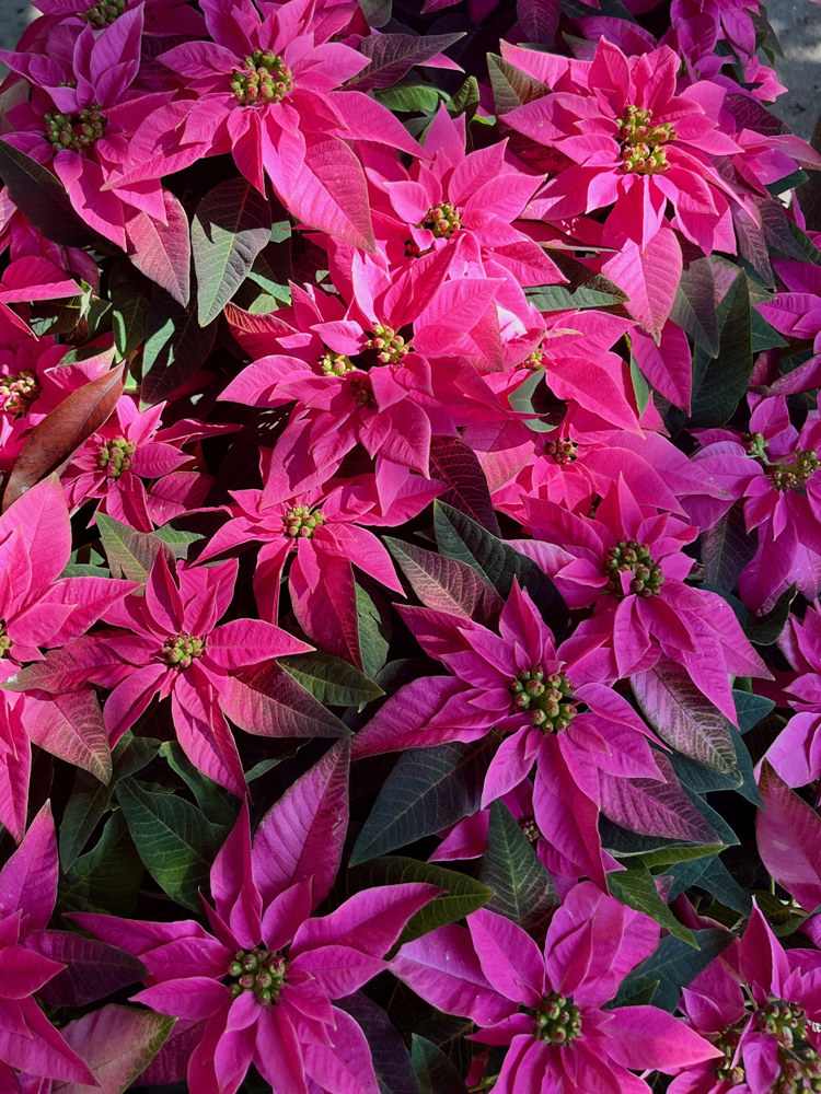 Red poinsettias are the most common living plant gift for the holidays.