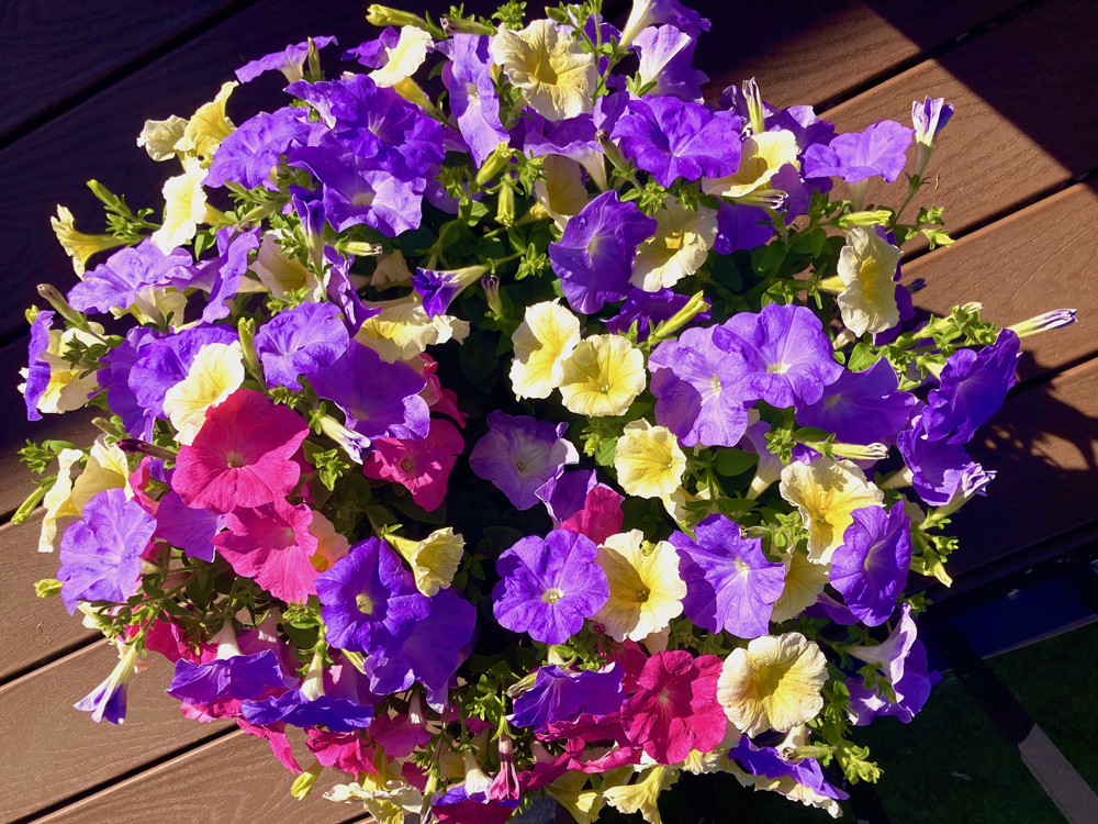 Pink, purple, and yellow petunias shine in a container.