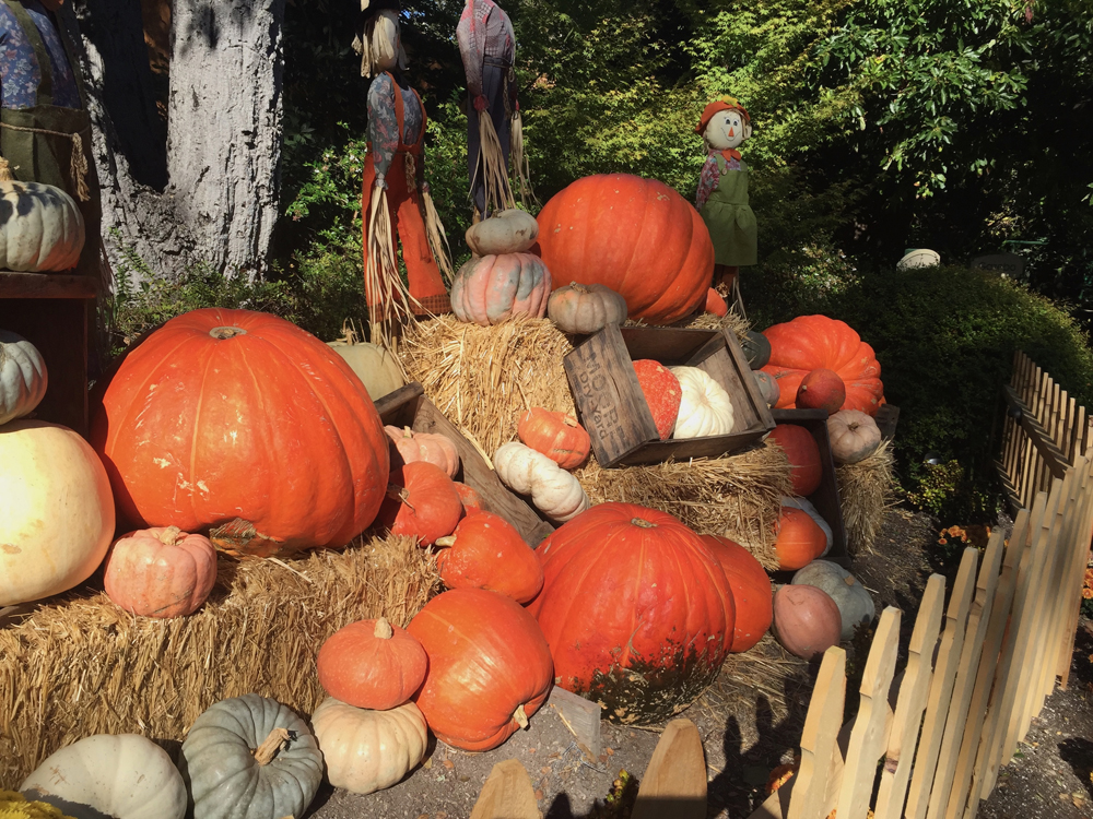 Pumpkins and gourds create a magical Halloween display.