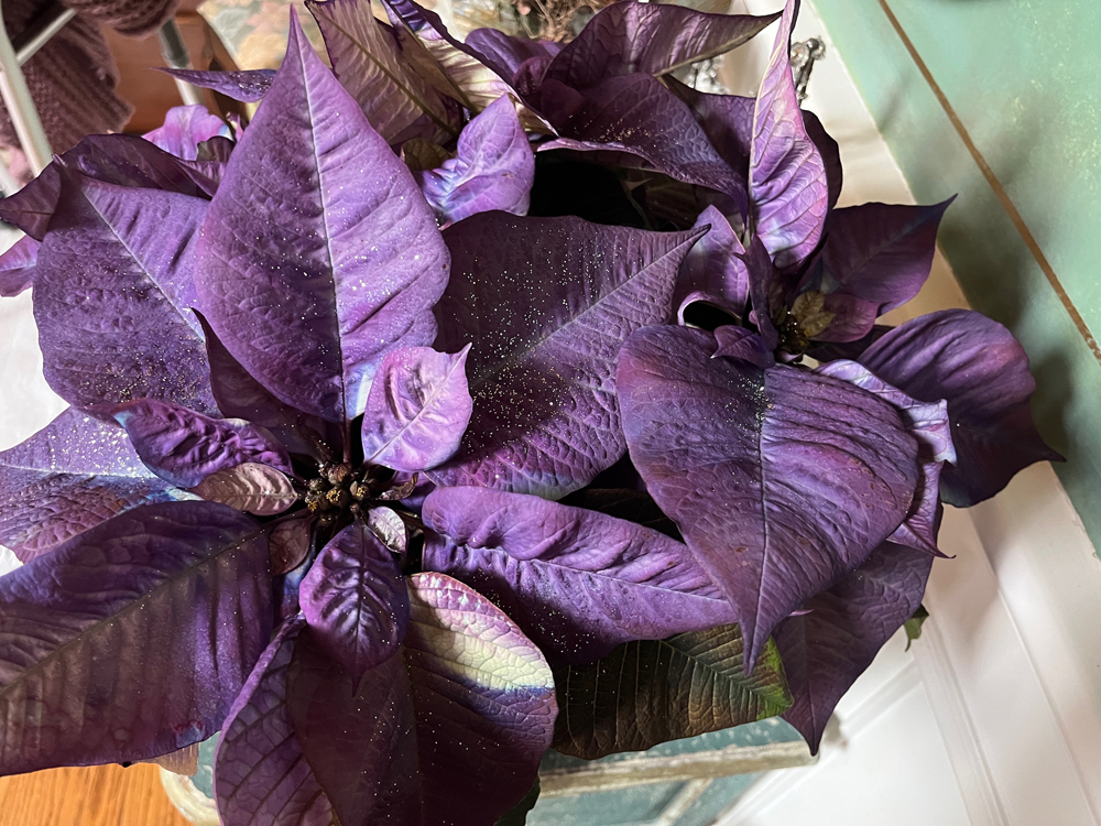 Cynthia Brian’s purple poinsettia with glittery bracts.