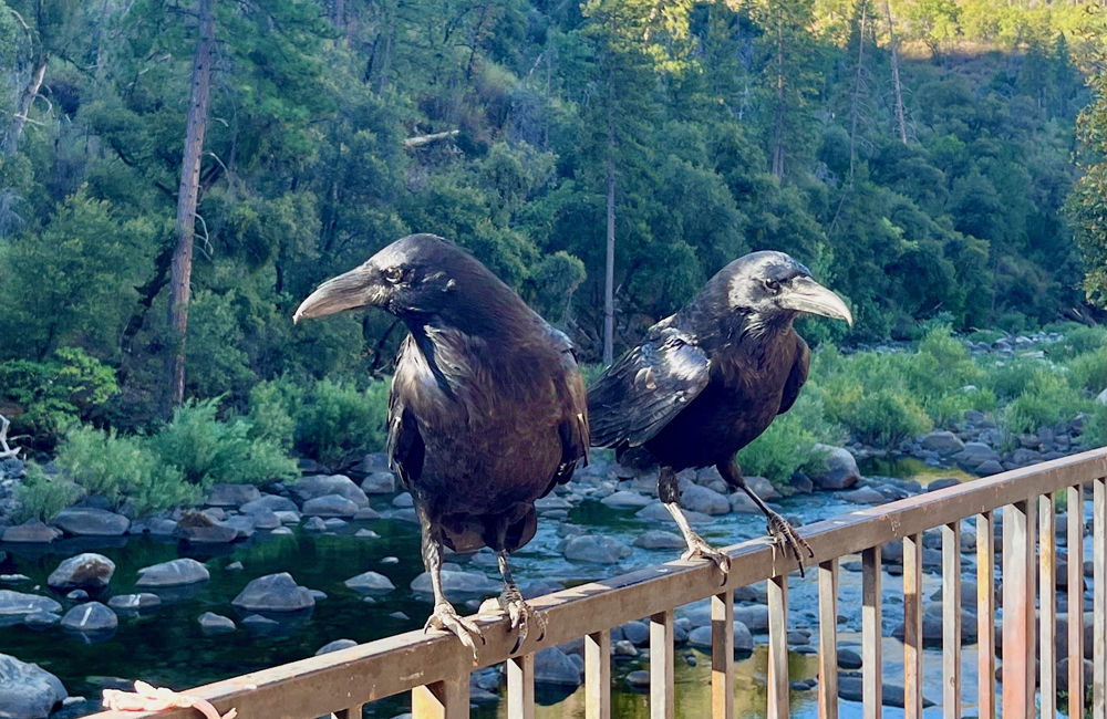 Ravens sit quietly, watching Cynthia Brian overlooking the Merced River.
