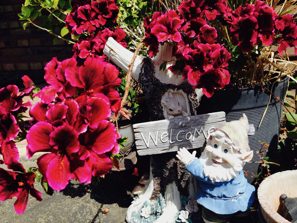 Welcome guests with pelargoniums.