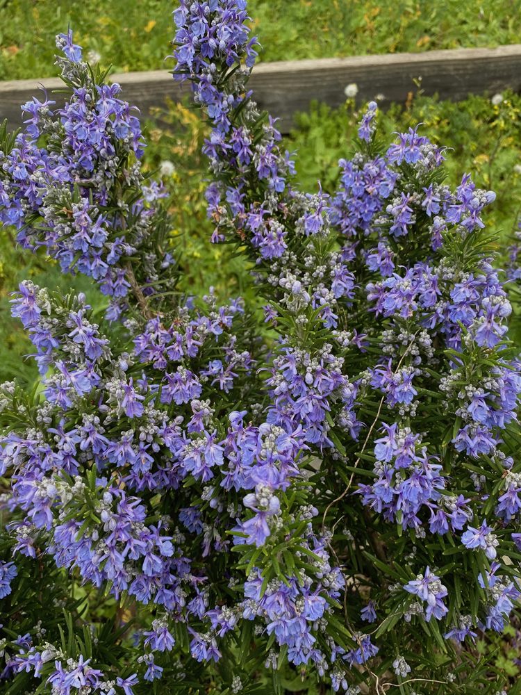 Rosemary with bright blue flowers.