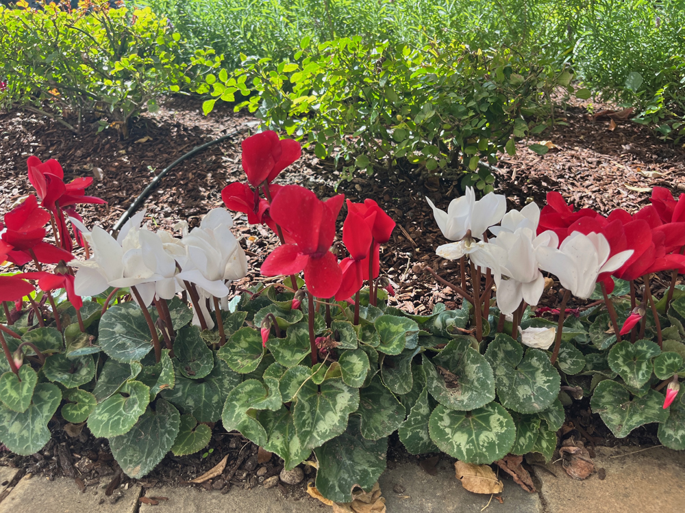 A row of red and white cyclamen signals the holidays are here.