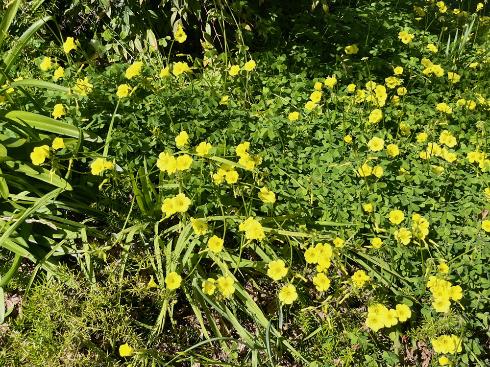 March shamrocks shine.