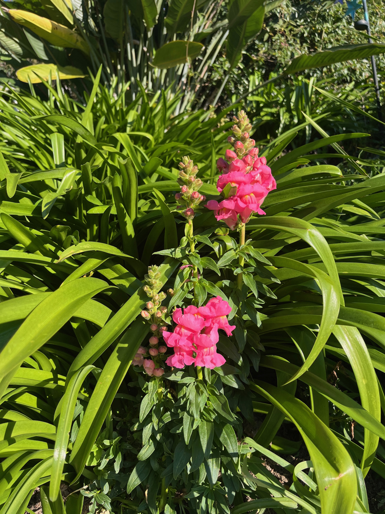 Snapdragons amongst the naked lady foliage.