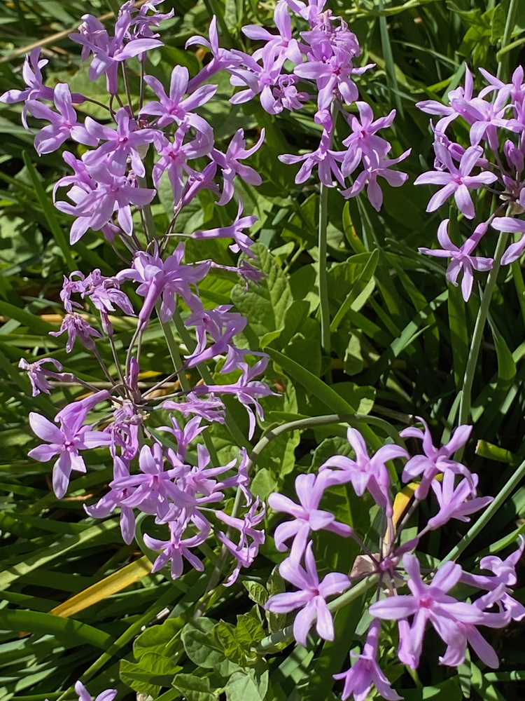 The pretty purple plumes of society garlic are welcome in any garden.